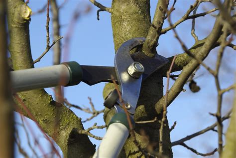 The frequency of pruning will change over its life cycle from a young fruit tree to a mature one. Best Time For Pruning Fruit Trees - How To Prune A Fruit Tree