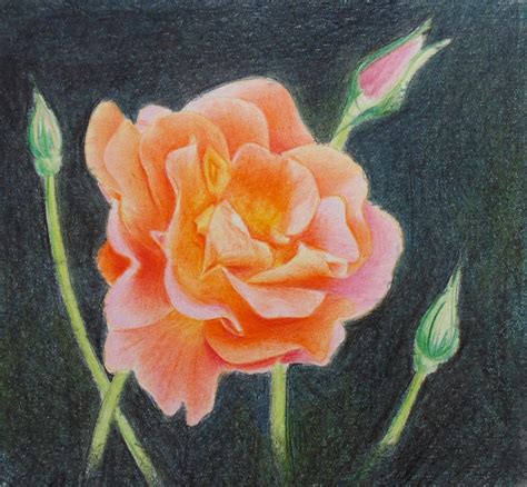 Art By Nolan Blog Archive How To Draw Roses In Colored