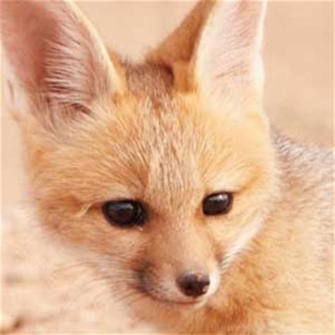Black-Backed Jackal Pup - Animal Facts and Information