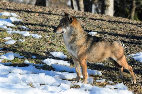 Italian Wolf Canis Lupus Italicus Stock Image Image Of Entracque