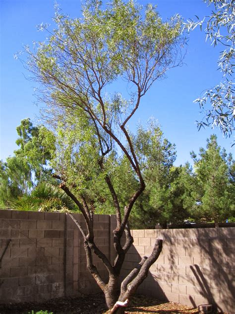 Xtremehorticulture of the Desert: African Sumac Limb ...