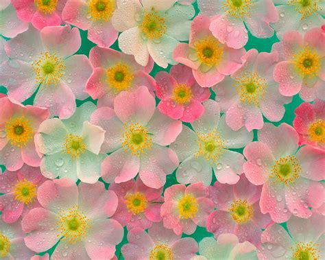 Papel De Parede De Celular De Flores