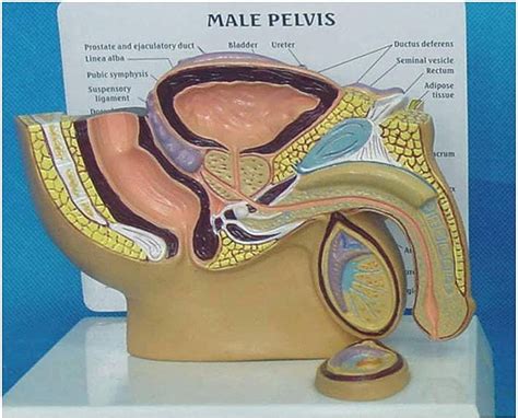 Modelo De Estudo Modelo Do Sistema Urinário Genital Masculino Modelo