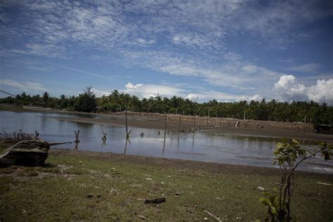 Nasib Masyarakat Pesisir Gasan Kala Hutan Mangrove Jadi Tambak Udang