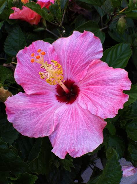 Hibiscus Floridas Second State Flower Orange Blossom Is The