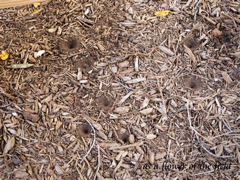Identification What Are These Divots Holes In The Mulch