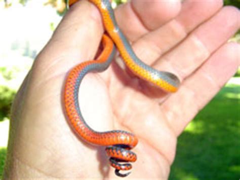Small Pet Snakes For Beginners