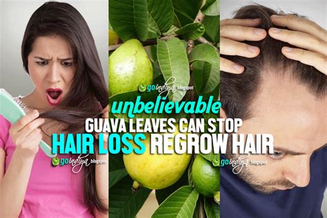 Unbelievable Guava Leaves Can Stop Hair Loss Regrow Hair Naturally
