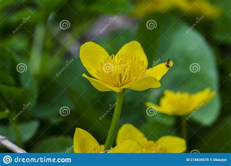 Kingcup Or Marsh Marigold Near The River Stock Photo Image Of Yellow