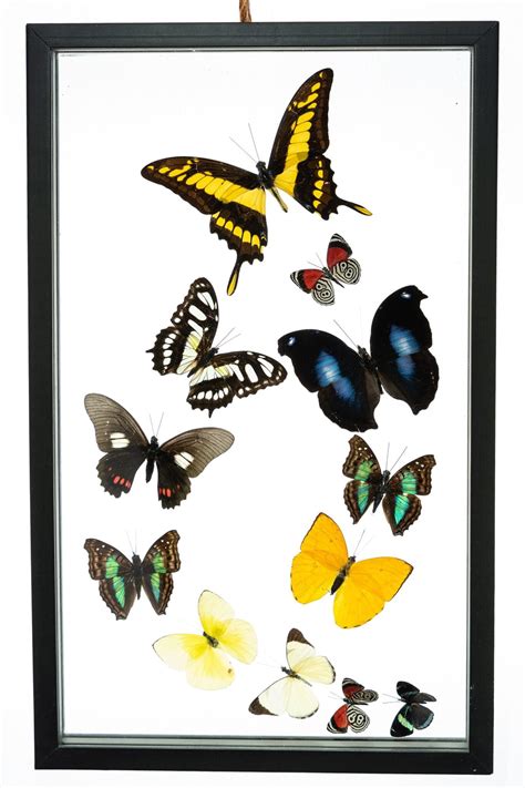 Real Butterfly Framed Wall Art Free Shipping 12 Count Real Framed