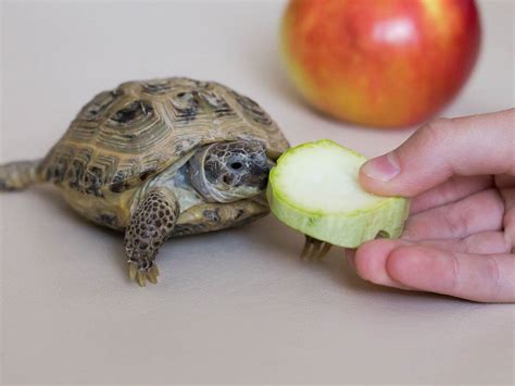 9 Things You Must Know Before Getting A Pet Turtle Uk Pets