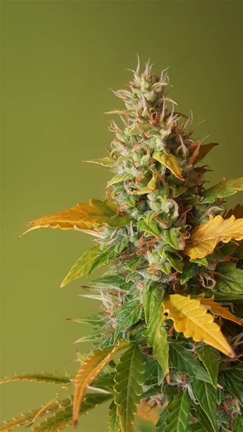 Bubble Kush Automatic Royal Queen Seeds Strain Info Growdiaries