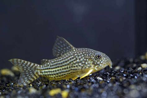 Cory Catfish Explore The 7 Different Types Pets Nurturing
