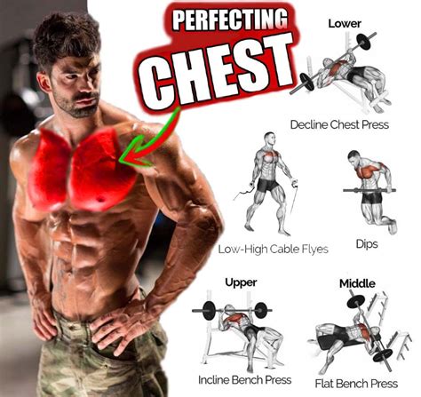 Pectoral Training Program For Chest Mass Benefits Tips