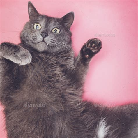 Grey Funny Cat Posing Stock Photo By Garloon Photodune