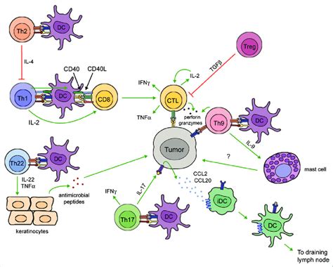 Functional T Cell Populations In Tumor Immunity Antitumor T Cell