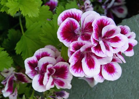 Garden Tip The Difference Between Geranium And Pelargonium Marin