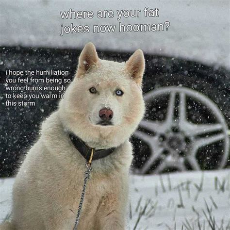 My dog is in shape unfortunately its the wrong one. 300+ Husky Memes | Hand Curated | Guaranteed To Make You LOL