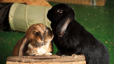 How To Stop Rabbits Fighting Petsradar