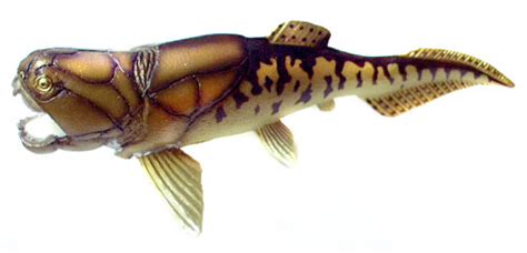 Small circle 2.288 views5 year ago. Figure of the Week - The Armor-Plated Fish