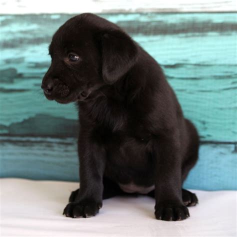 After all, labs are one of the most popular dog breeds in the world. Labrador Retriever Puppies For Sale | Charlotte, NC #320520