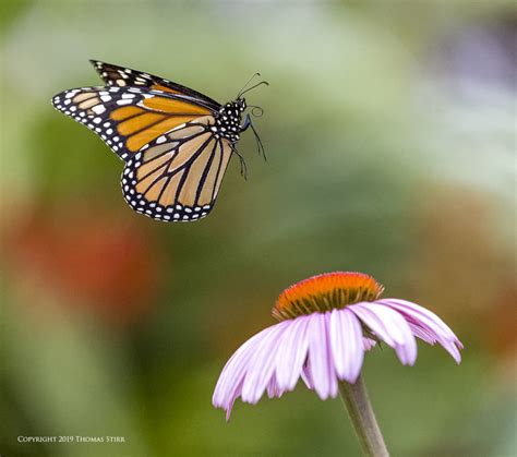 Wild Monarch Butterflies In Flight - Small Sensor Photography by Thomas 