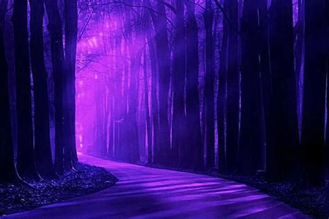 Purple Forest Landscape Purple Forest Rhapsody In Purple