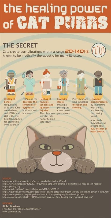 Why Cat Purring Meaning