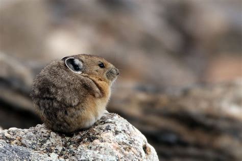 Colorado Rocky Mountain Pika Cute Animals Animals Wild Cute