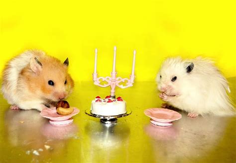 35 Best Images About Hamsters In Love On Pinterest Animals Hamsters