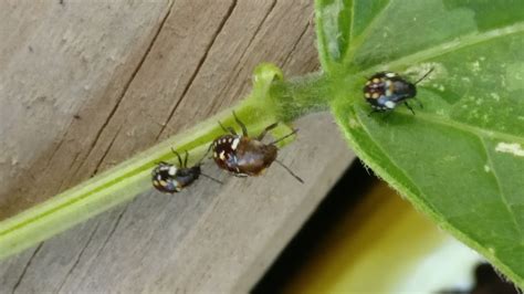 Maycintadamayantixibb Beetle With Yellow Dot On Back