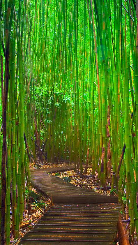 Bamboo Forest Iphone Wallpapers Free Download