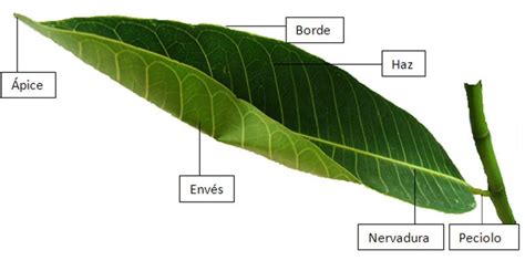 Partes De La Planta