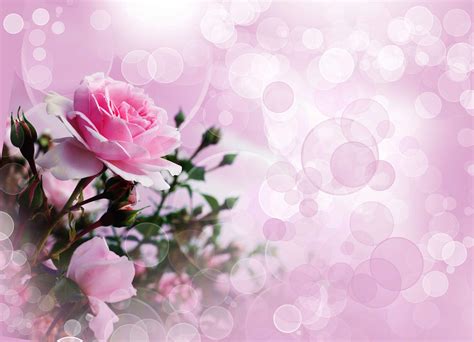 Rose Pink Wallpapers Top Free Rose Pink Backgrounds Wallpaperaccess