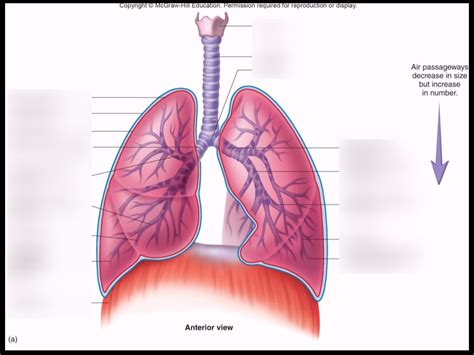 Respiratory Lungs Diagram Quizlet