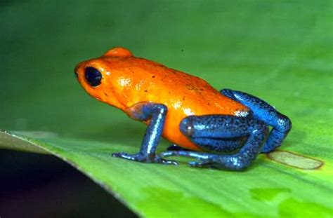 Amazon Rainforest Animals The Amazon Poison Dart Frog ~ Amazon
