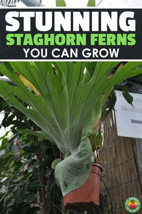 With the exception of platycerium veitchii, these ferns grow in the crooks of tree branches or on tree trunks. Staghorn Fern: How To Grow And Care For Platyceriums ...