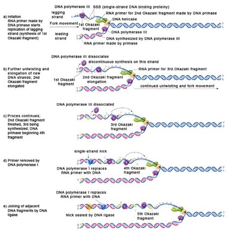 Dna Replication In Prokaryotes Microbiology Notes