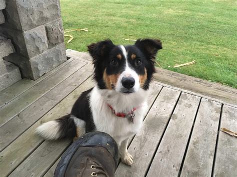 Lucy Our 1 Year Old Border Collieblue Heeler Shes The Sunshine Of