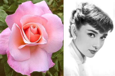 16 Flowers Named For Celebrities Hybrid Tea Roses Tea Roses Flowers
