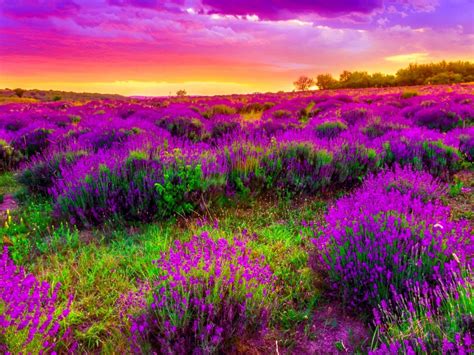 Spring Field With Purple Flowers Sky Clouds Beautiful