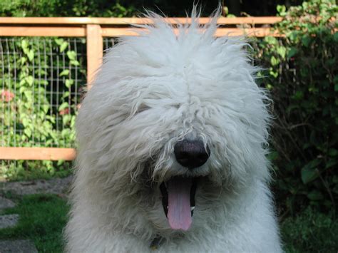 Komondor information including personality, history, grooming, pictures, videos, and the akc breed standard. Komondor - Kutya