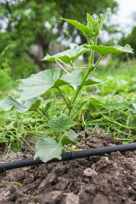 How to layout and design your own sprinkler system. Do-It-Yourself Drip Irrigation | Envirobond Products Corp.