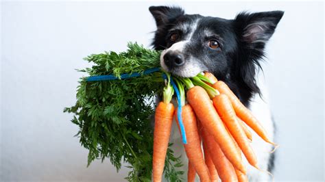 Qué Verduras Pueden Comer Los Perros La Lista Completa