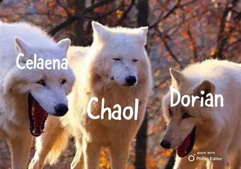 Prince dorian offers her her freedom on one condition she must act as his champion in a competition to find a new royal assassin. Celaena, Chaol, & Dorian in 2020 | Throne of glass, Funny ...