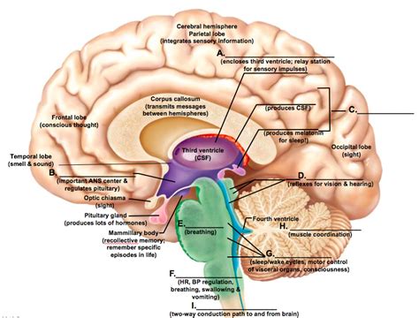 Brain Structures Diagram Quizlet