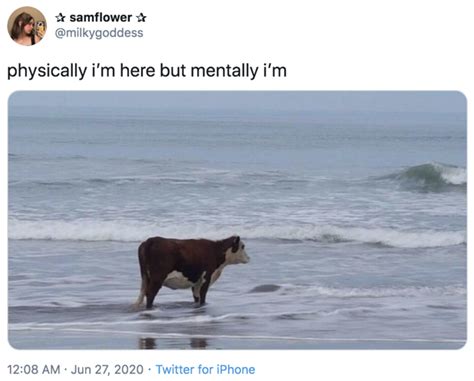 Ocean Cow Mentally Im Here Know Your Meme