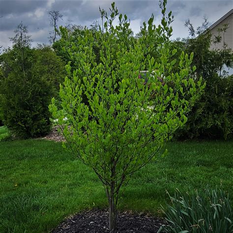 Spicebush Complete Guide To Lindera Benzoin Growit Buildit