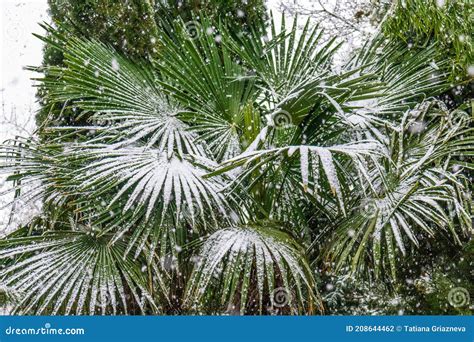 Palm Trees Plants in the Snow in Winter Stock Photo - Image of leaf