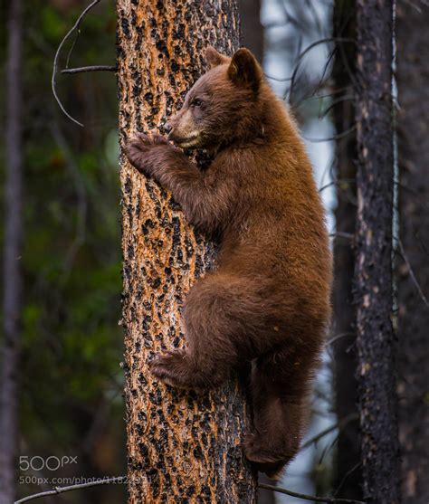 Grizzly Bear Tree Climber By Christopher Martin 500px